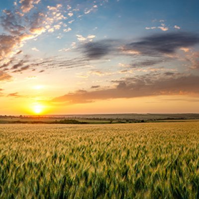 The sun rising over a green field on a cloudy day